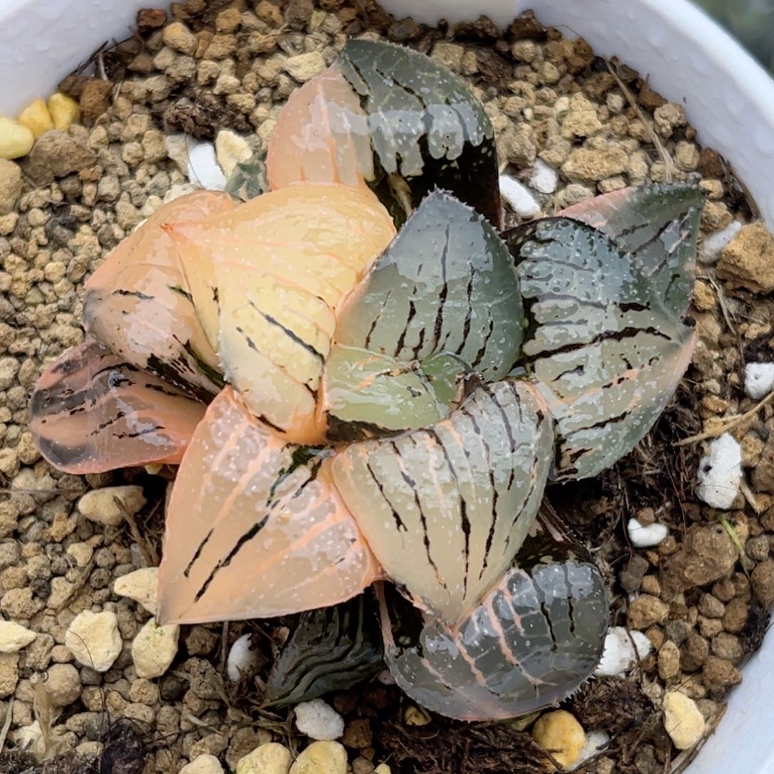 656香瓜岛锦福利专场