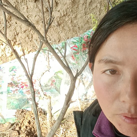 白***马完全开放文冠树一颗