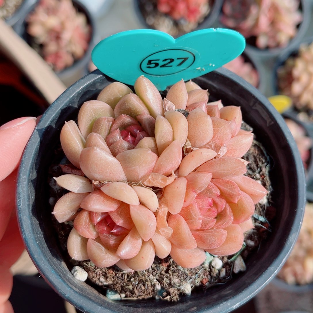 527号小老桩珍妮群