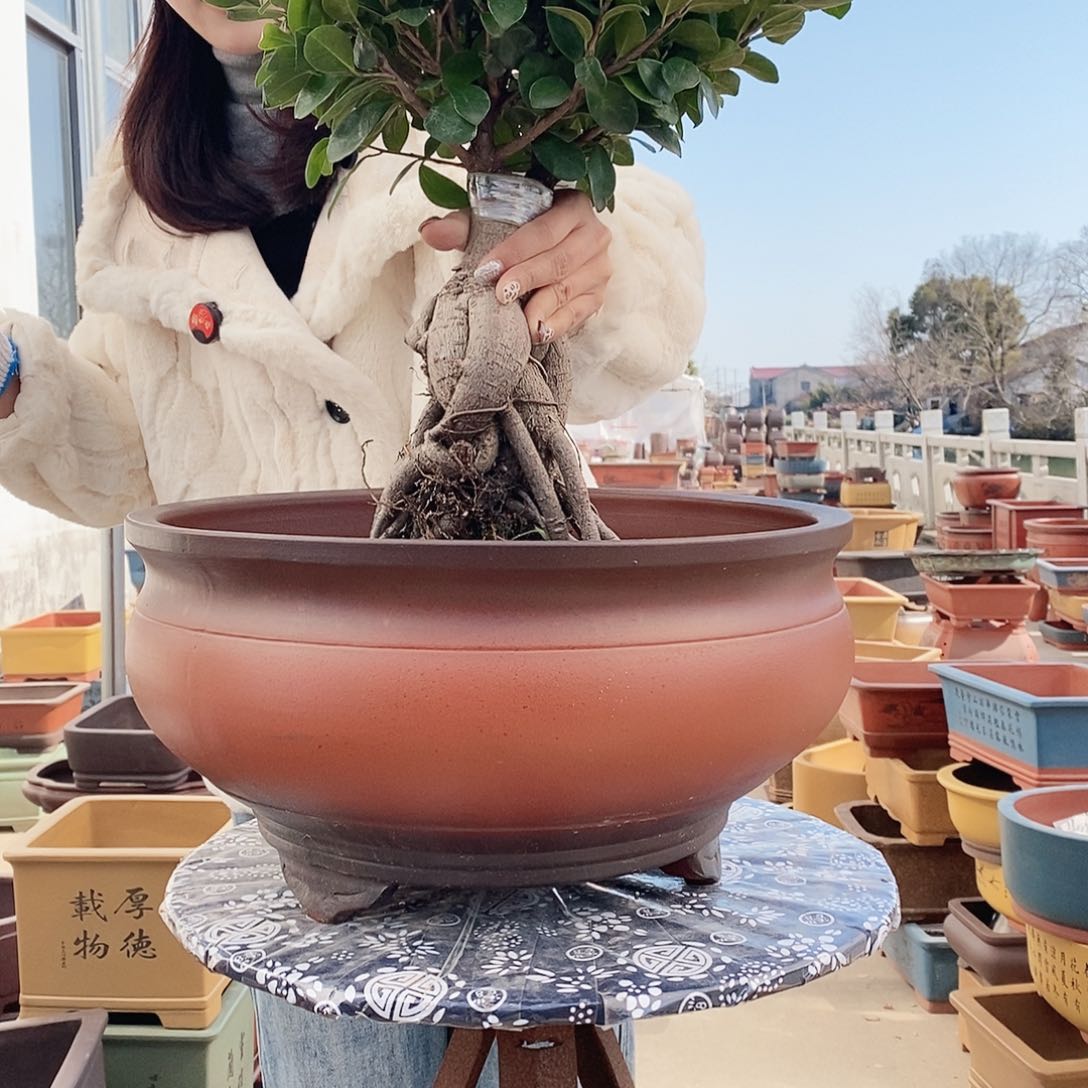 紫砂花盆紫砂花盆