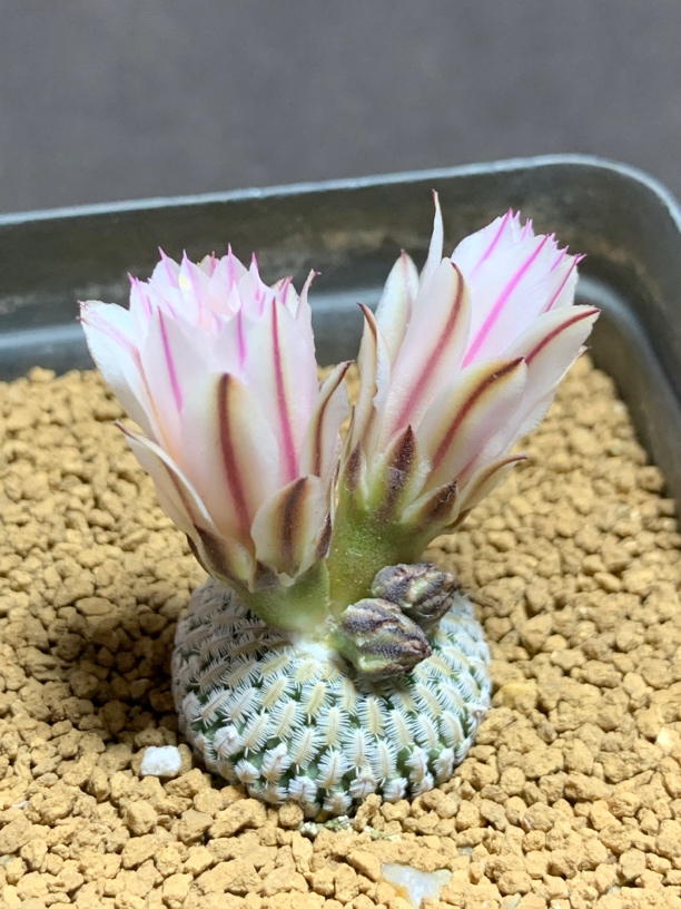 实生精巧殿开花株 萝卜根 一物一拍包邮非偏远