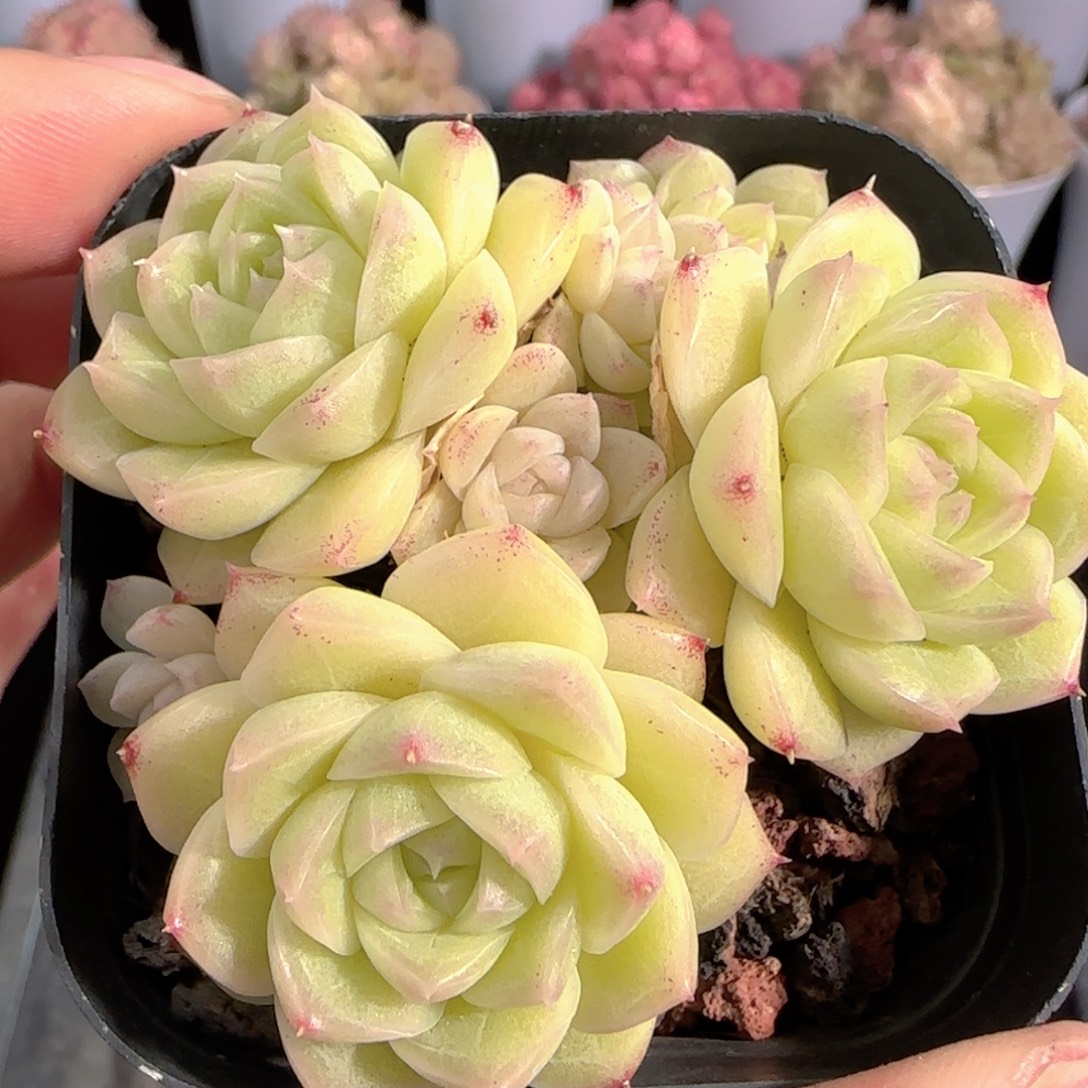 多肉0103-214麦秆