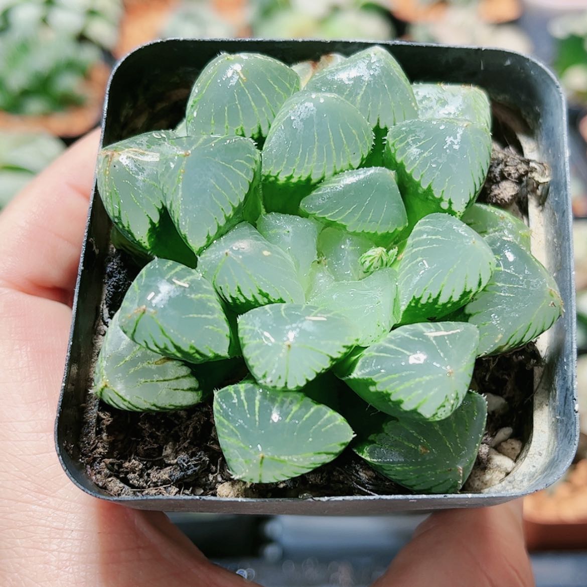 【闪购商品】糯玉露