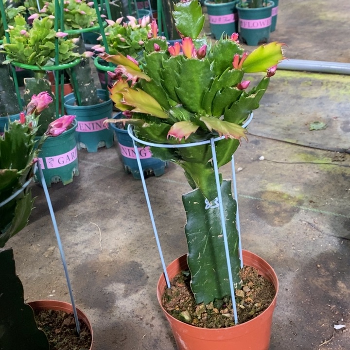 大部分花苞少量开放费****）249嫁接083