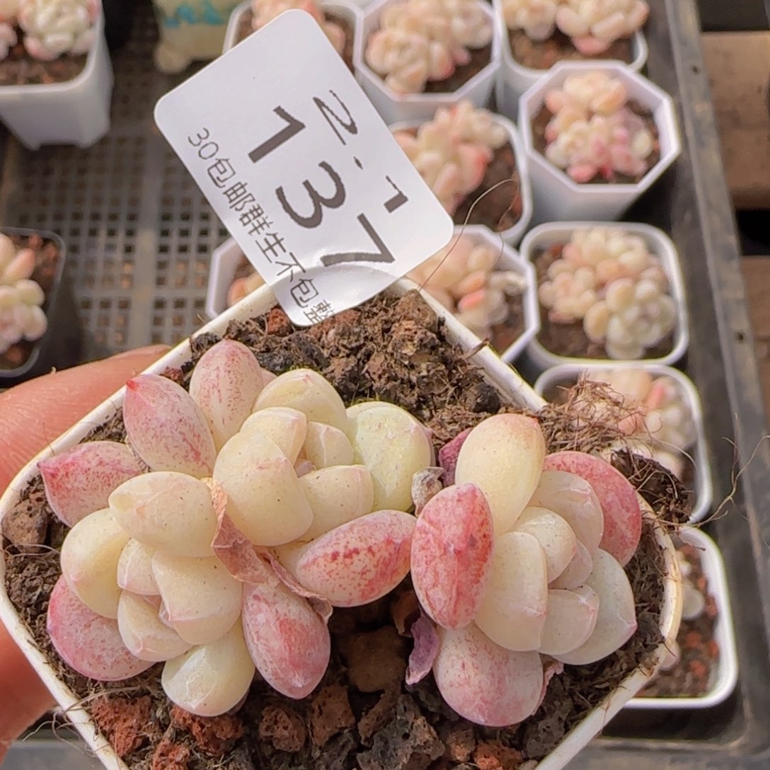 三头白体冰玉一颗脱土