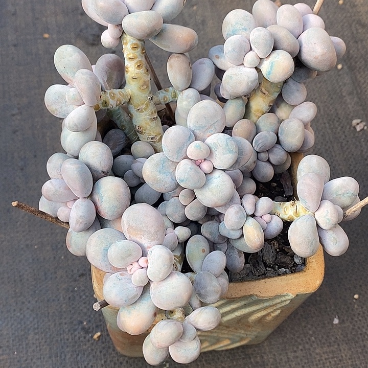 迷***，胭脂精品多肉88888