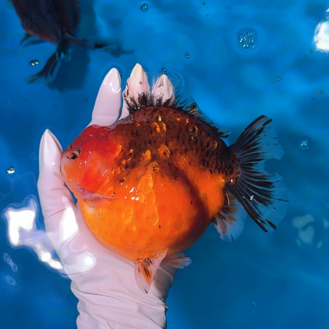 金鱼类不分公母15