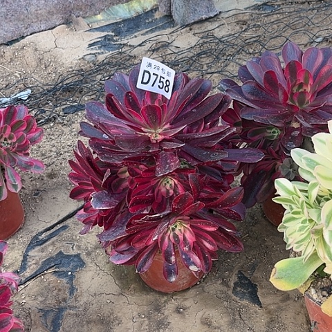 758美杜莎不包断枝