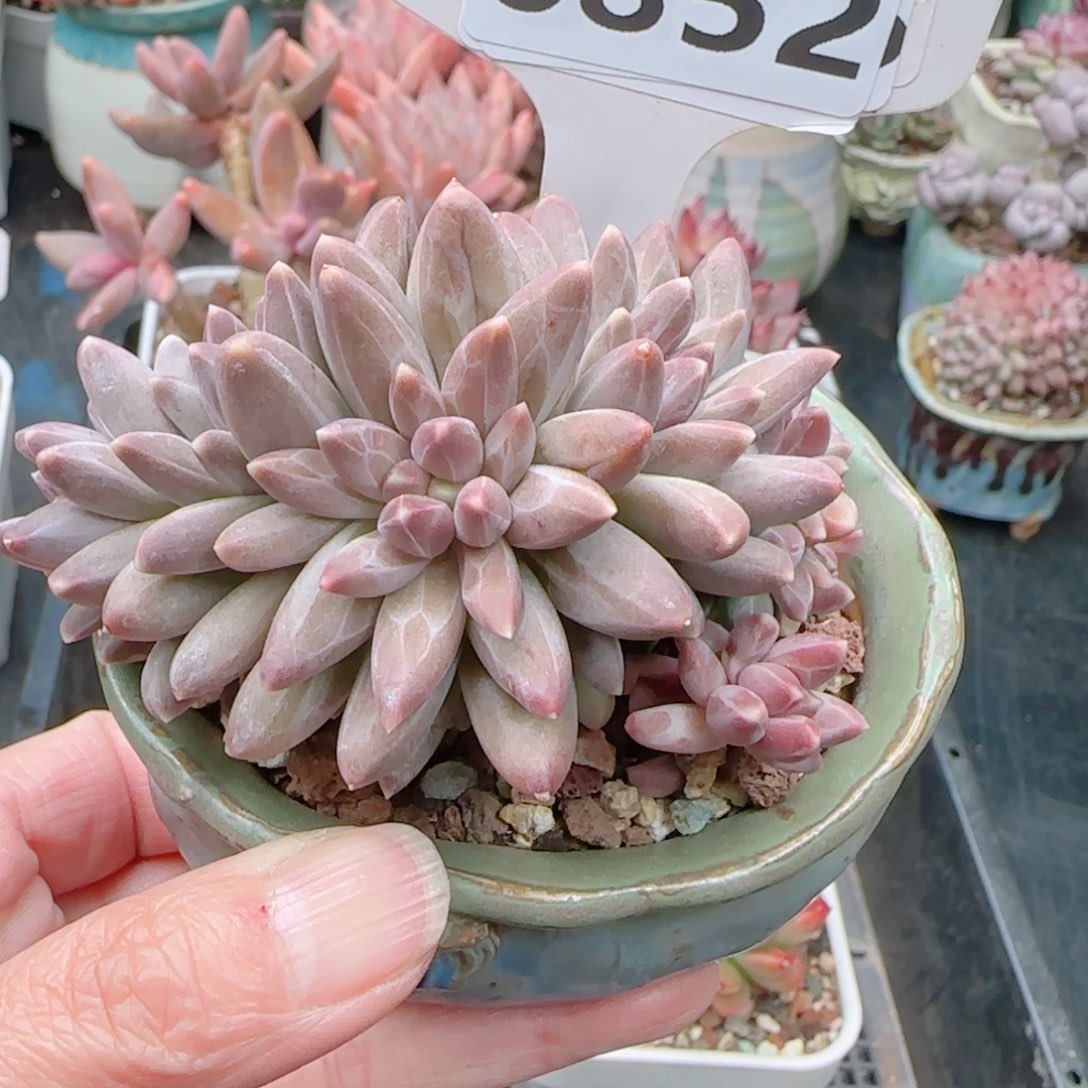 依*多肉植物6852带盆