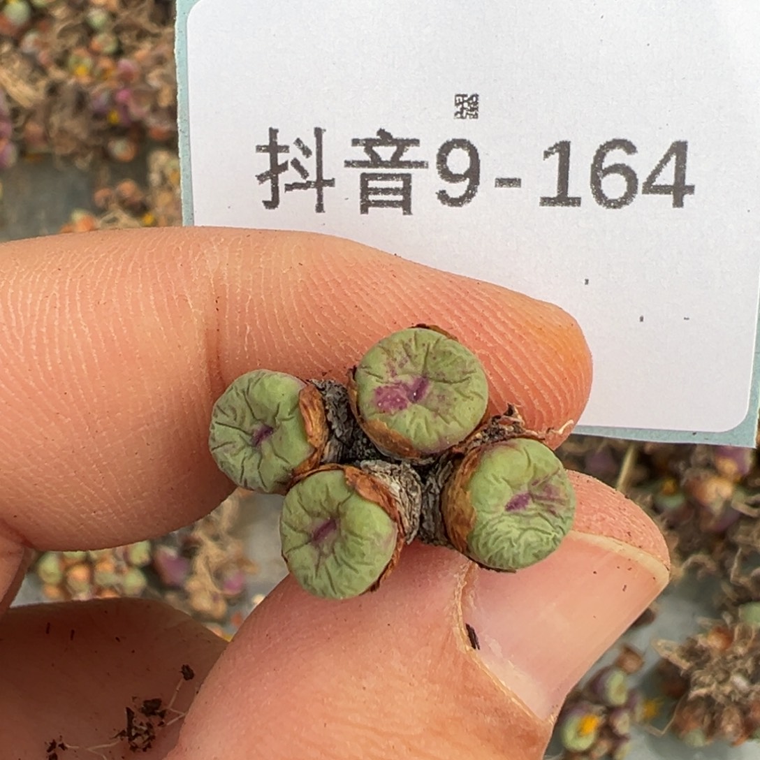 腾***飞9-164肉锥多肉植物