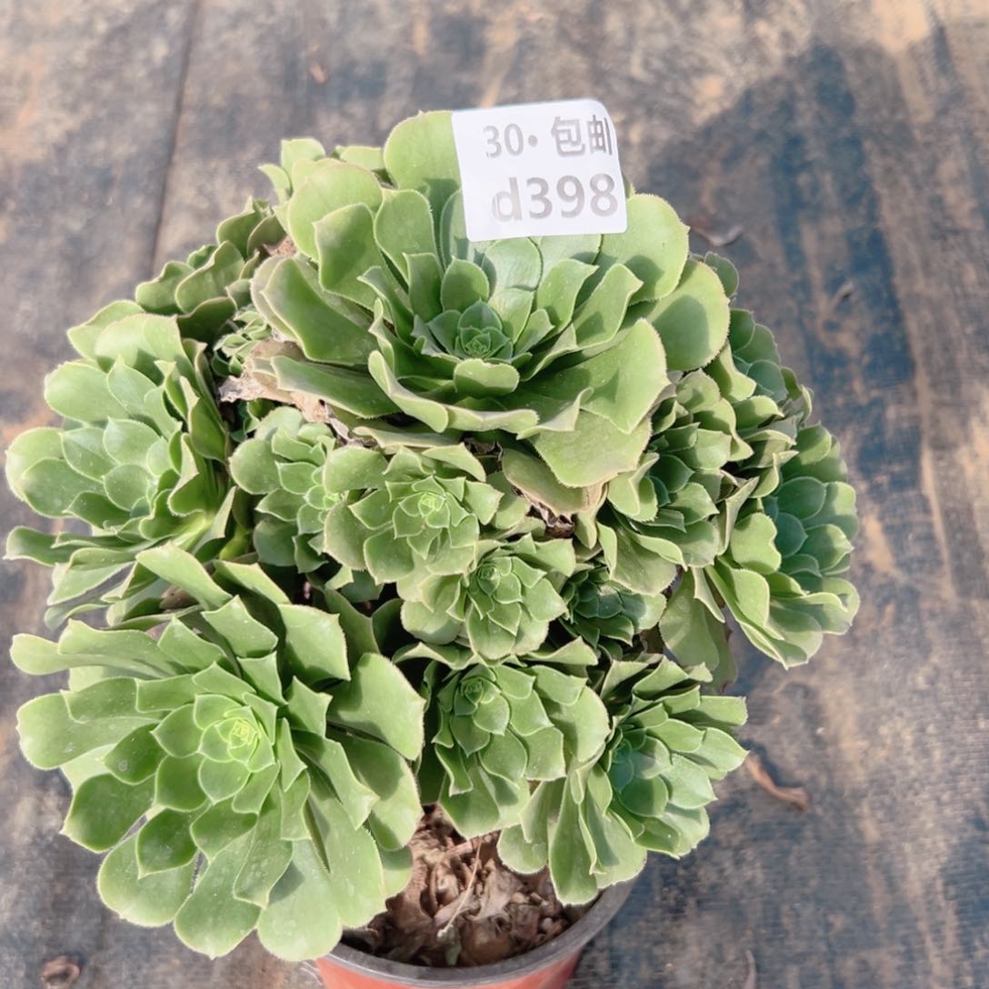 用****5398绿杨蓉多肉法师