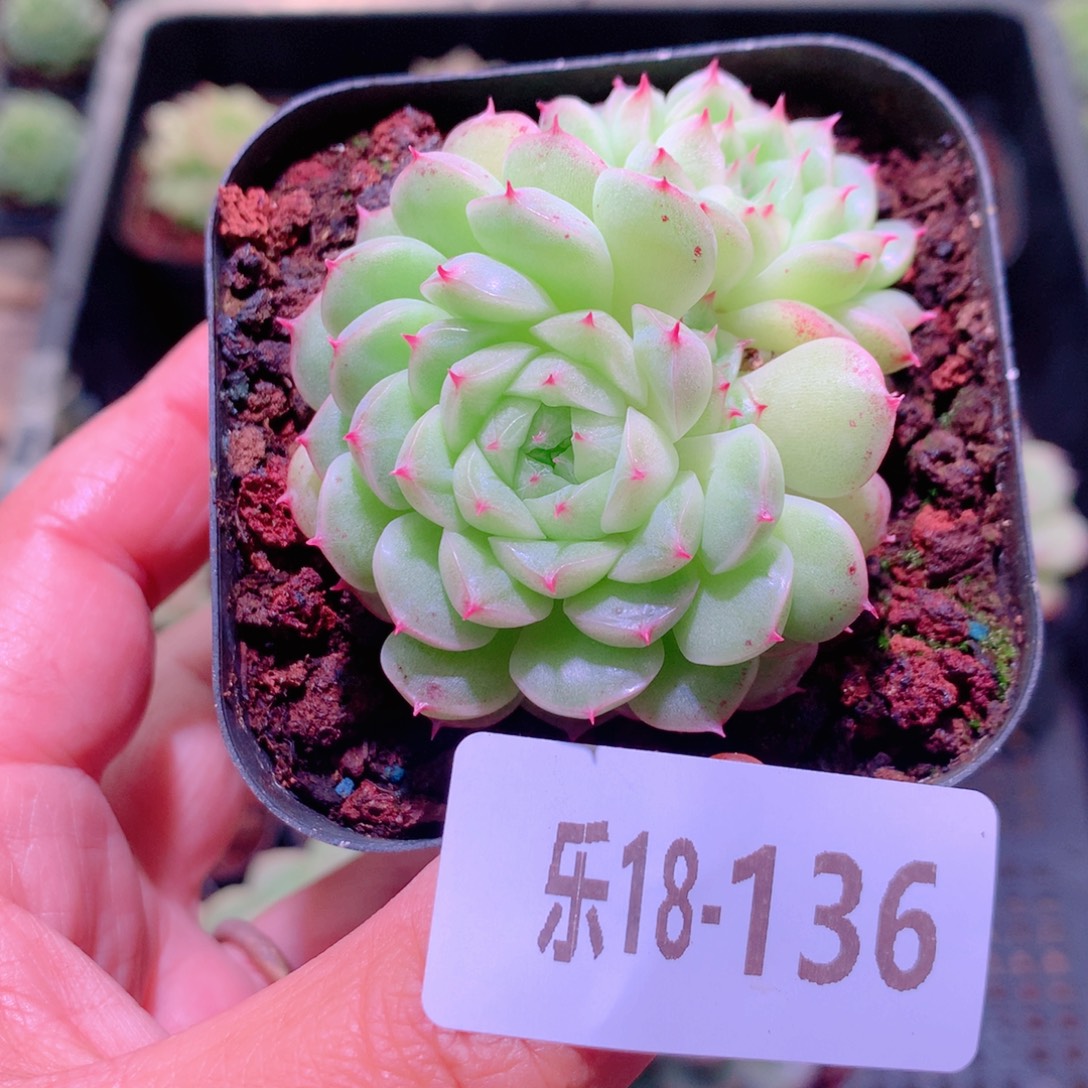 乐然18-136 海王双头