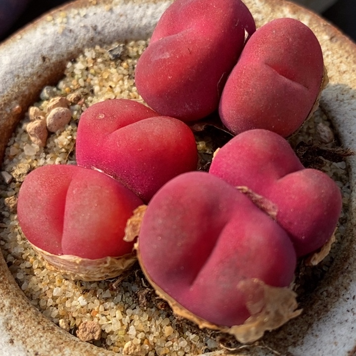 633双头一组一组