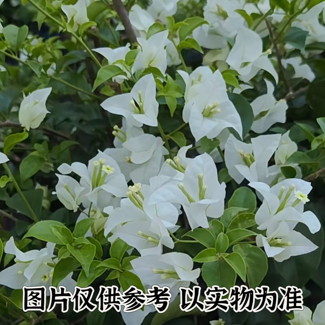 【白雪公主】正宗三角梅基地直发阳台庭院垂丝可飘枝可爬藤带花发货