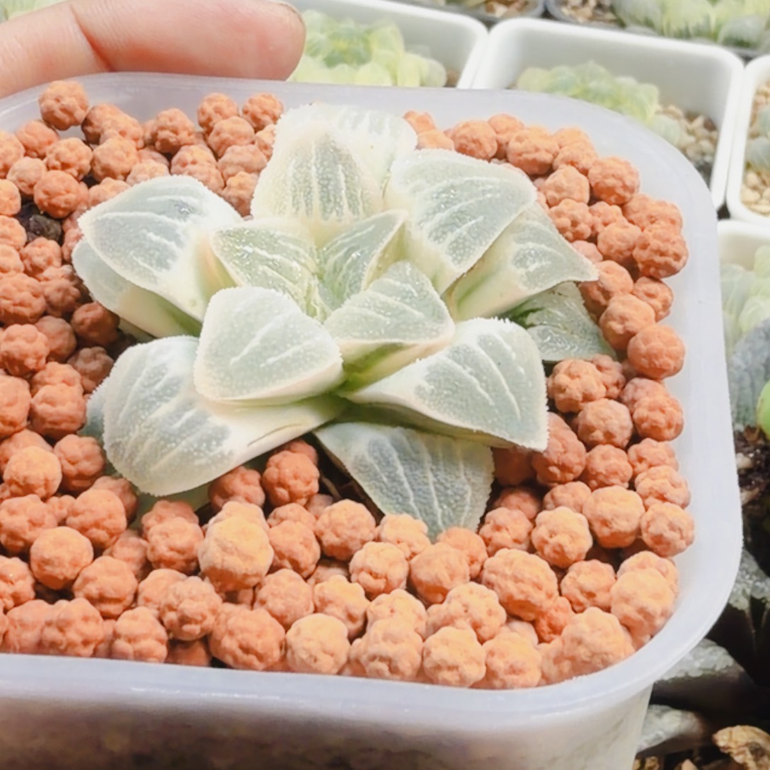 无花朵十二卷白雪公主锦福利糊班