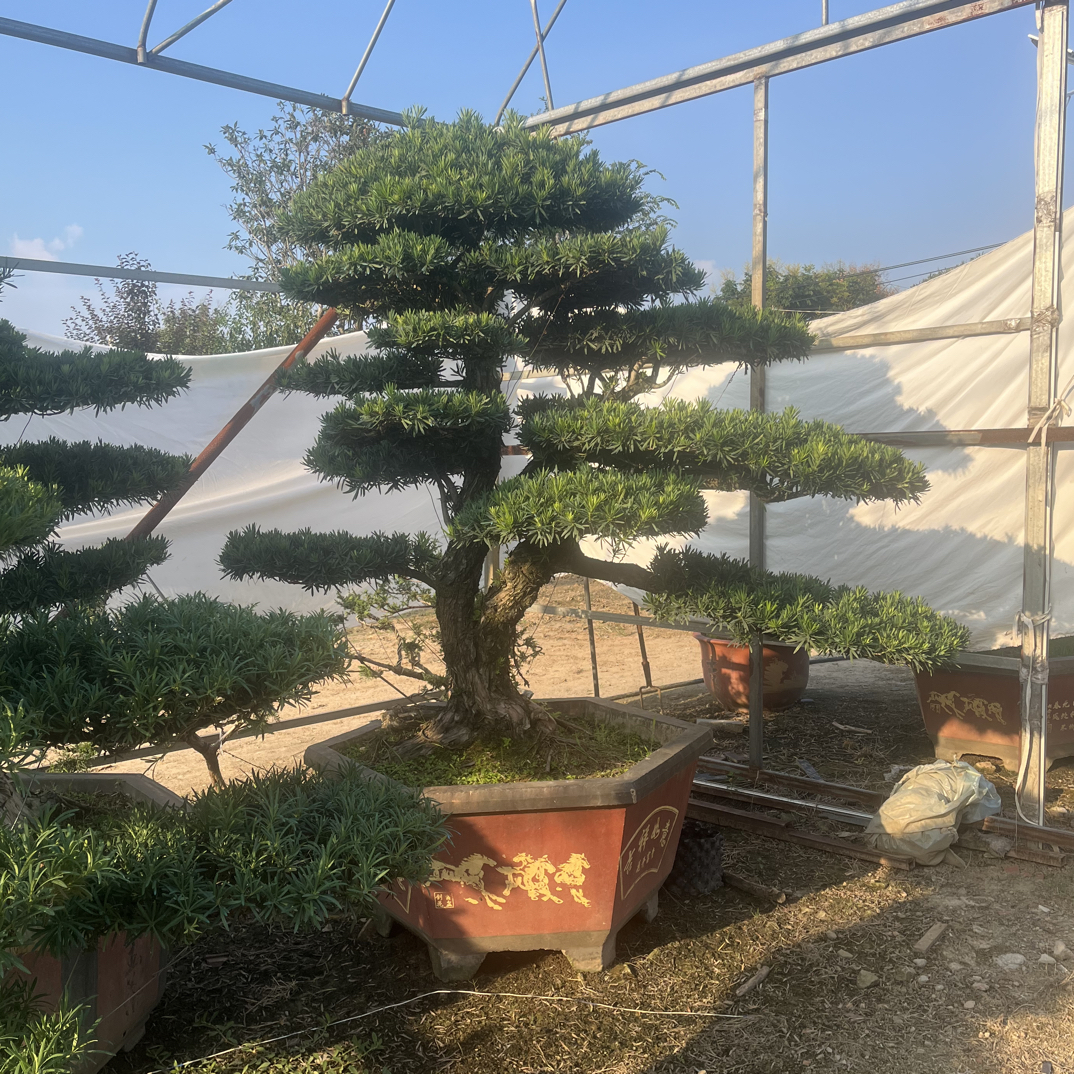 罗汉松盆景定金专用链接