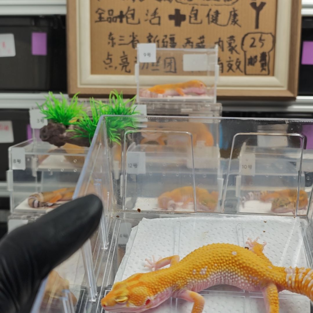 豹纹守宫豹纹守宫暴龙公