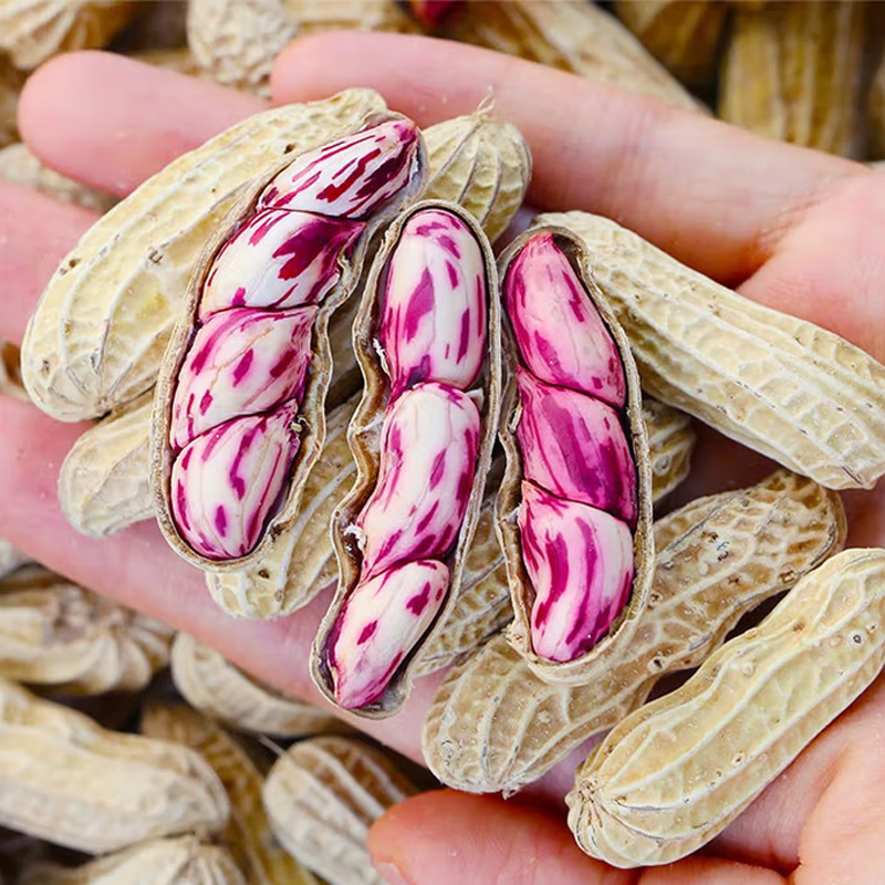 【遇见美物】云南去泥七彩鲜花生 1斤100-200颗/2斤200-400颗