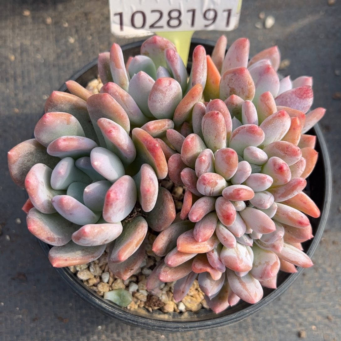 1028191 灰姑娘美人缀实生