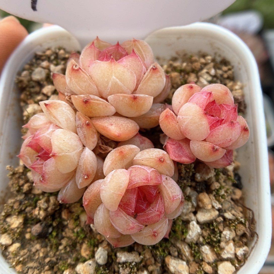 玉珠群生可拍902号。