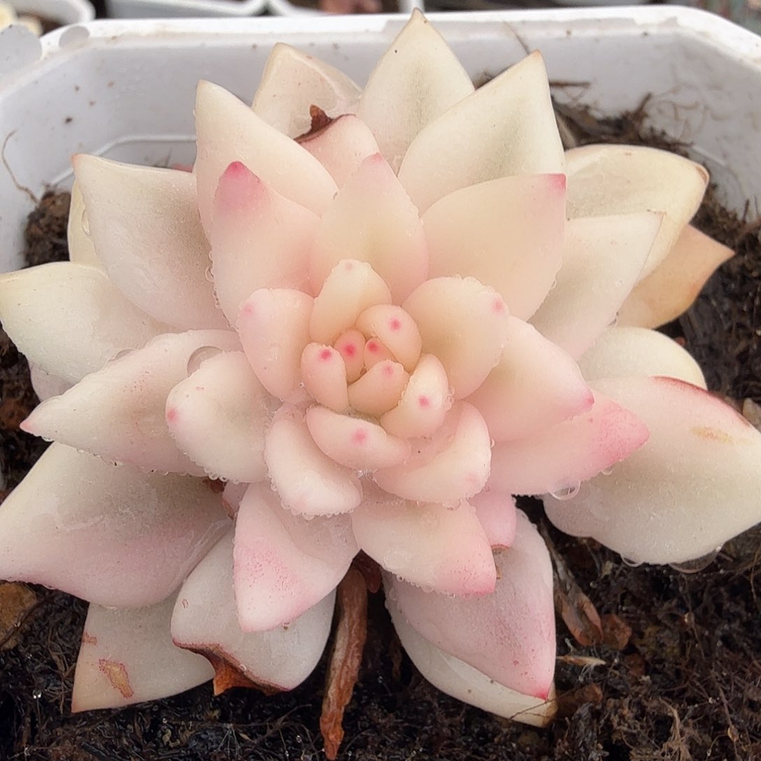 拉菲锦，超宽半覆轮锦