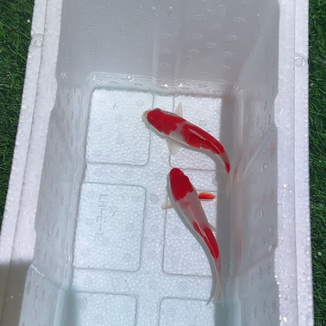 锦鲤锦鲤鱼观赏鱼锦鲤