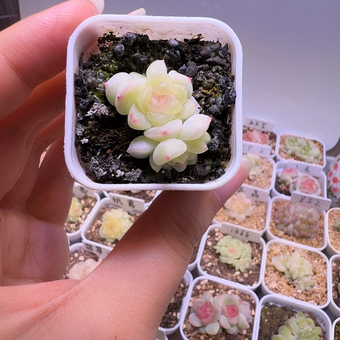 不知名财富多肉一物一拍