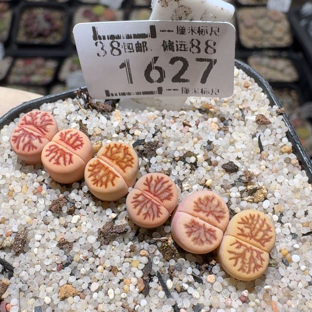 zz生石花肉锥1627