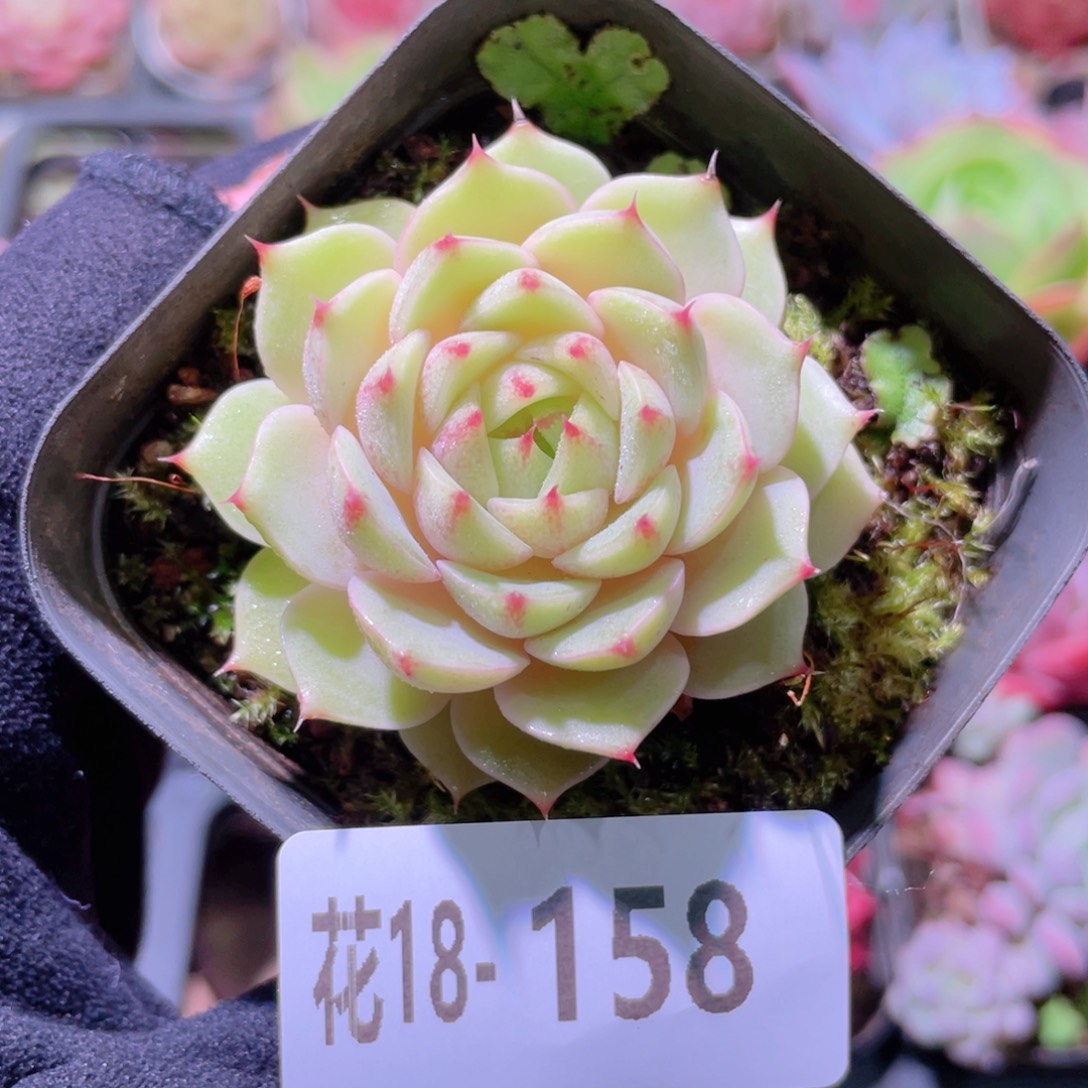 花利美18-158苯巴蒂斯