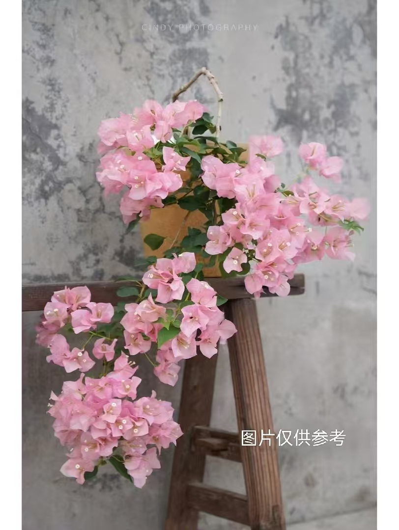 【暗斑丽人】【包售后一个月】【包对版】三角梅四季开花爬藤飘枝好养护