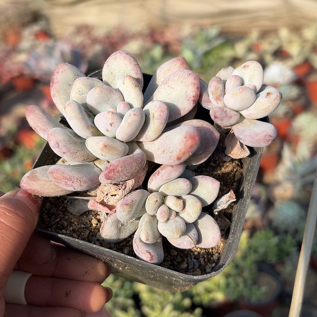 多肉植物香水群生