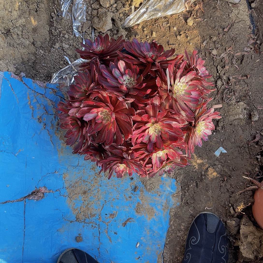 紫霞仙子法师多肉1-34