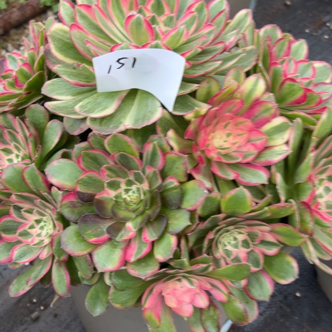 151孔雀翎（零下勿拍）