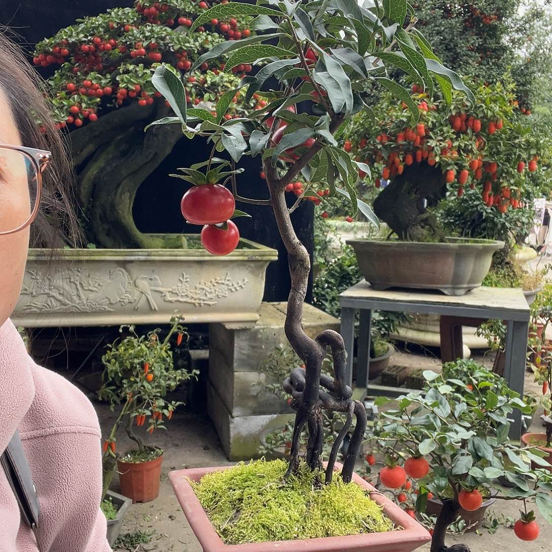 金弹子盆景喜欢的