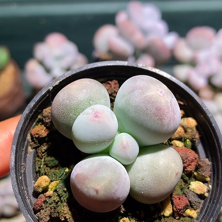 米可奶酪一物一拍