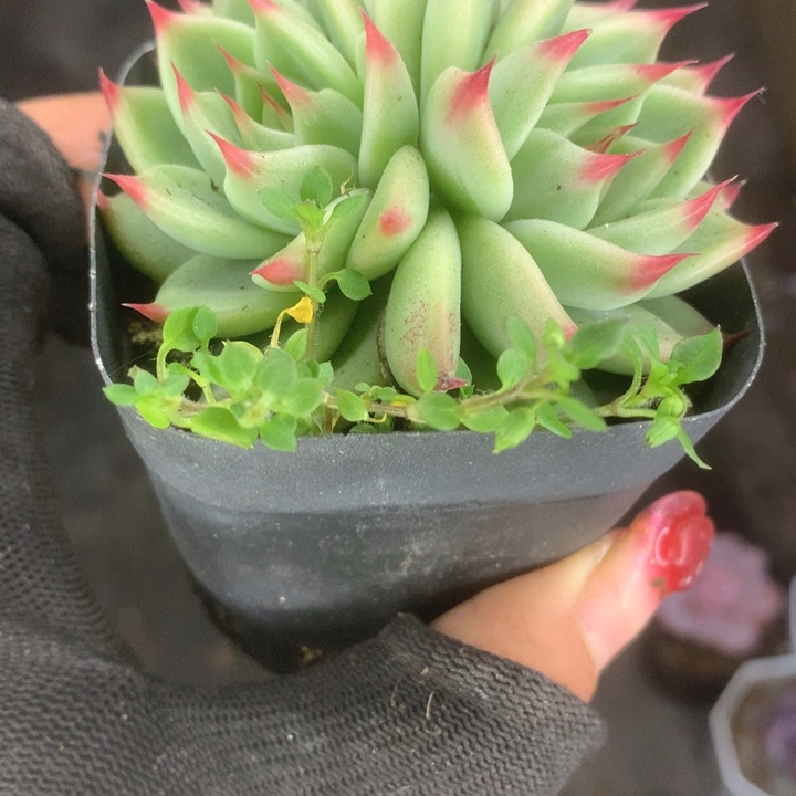 托斯卡双。颗。 （满9.99包邮不满9.99发叶子）