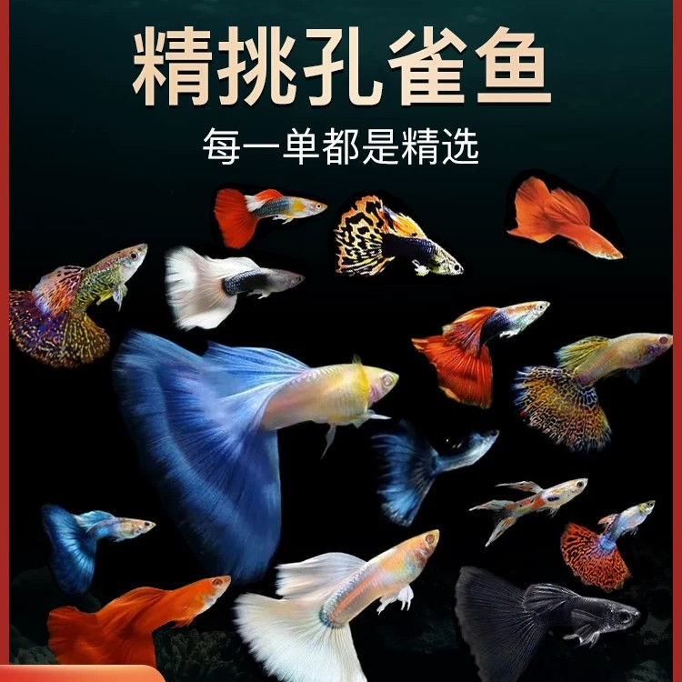 【新春活动】十种纯种精品孔雀鱼20送5备损【25条】