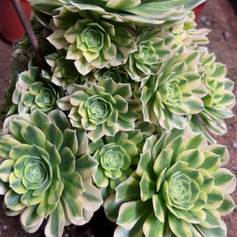 多肉植物今丝翡翠