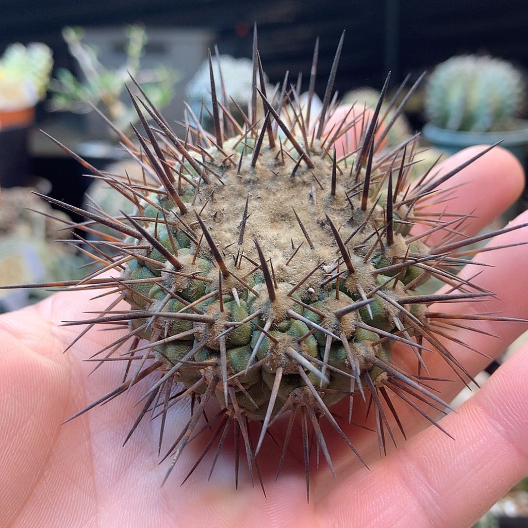 黑王苗接没根           