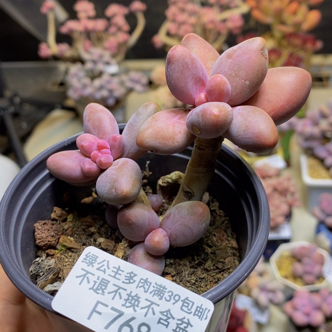 768糖果美人多肉5c m