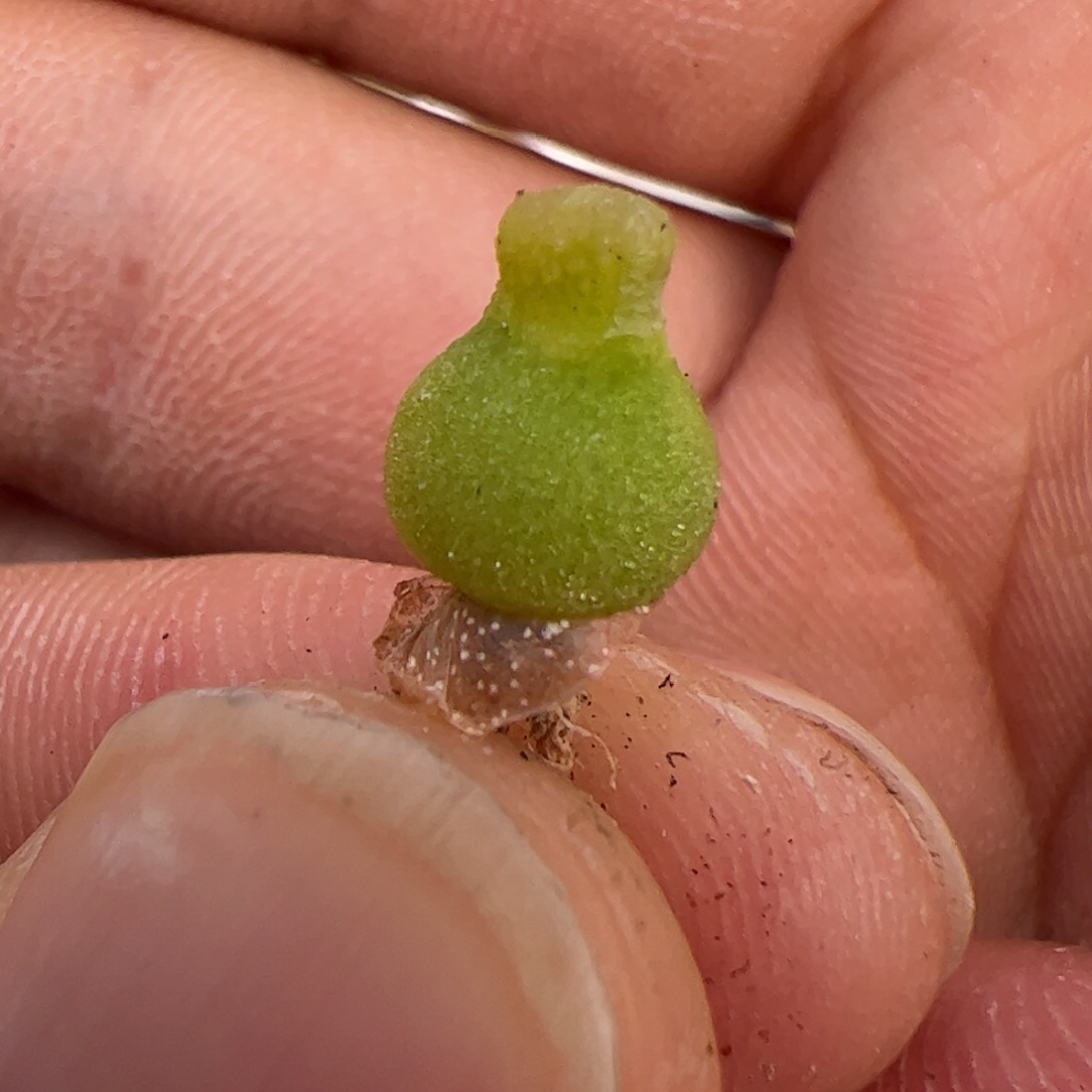 0245号 小葫芦 多肉植物