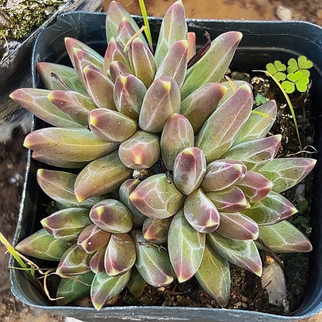 桔云多肉美人精品系列