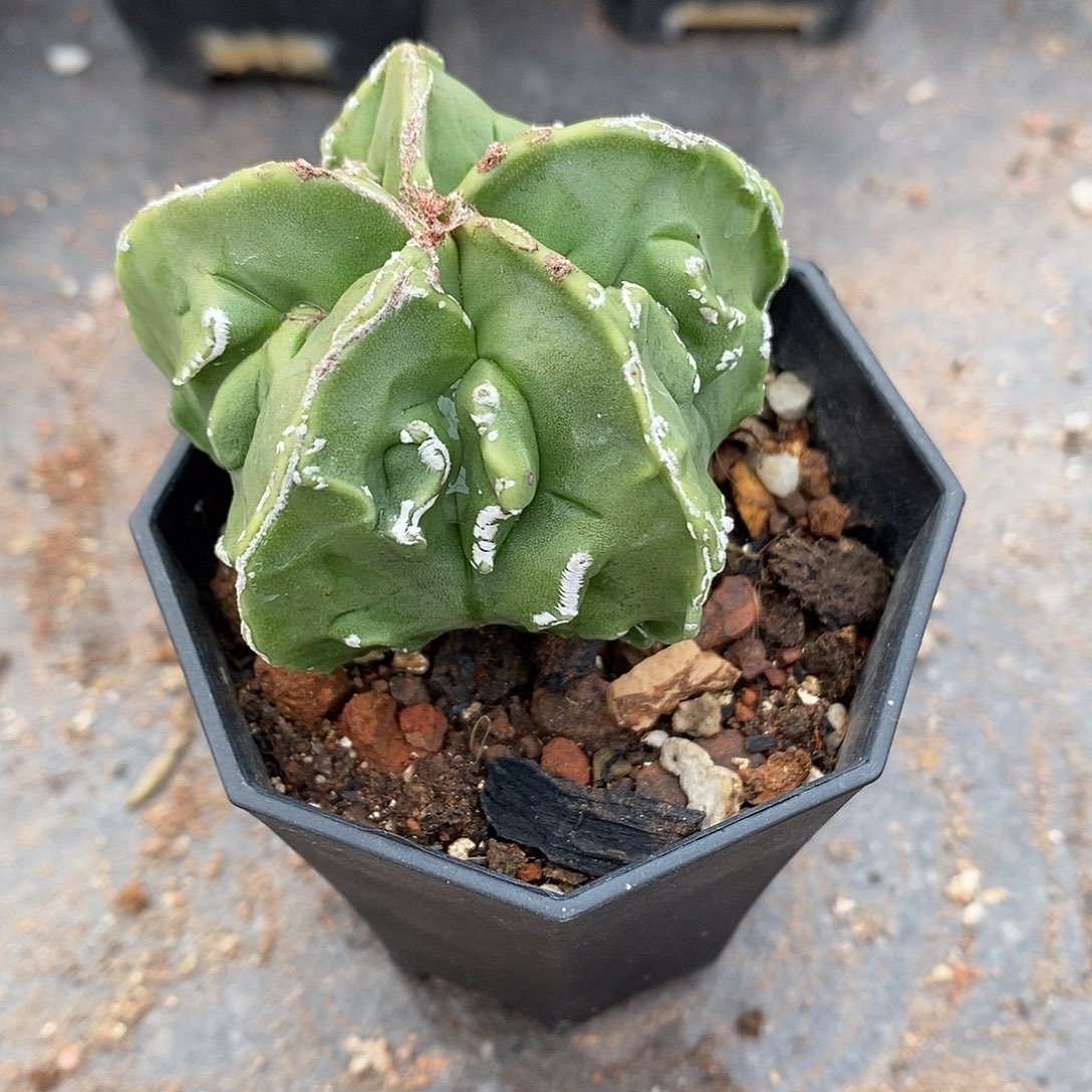 @***L实生  核桃5.4公分左右一物一拍