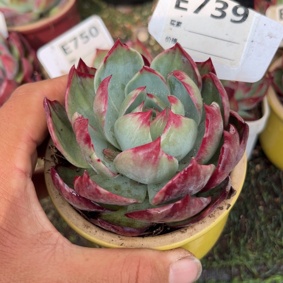 惊鸿一瞥739号多肉