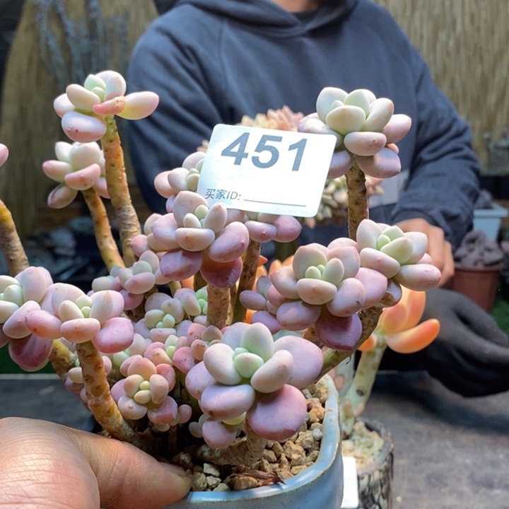 ღ***ঐ452号洛神多肉植物