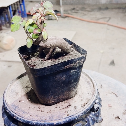 无花朵小微盆景造型艺术设计学院