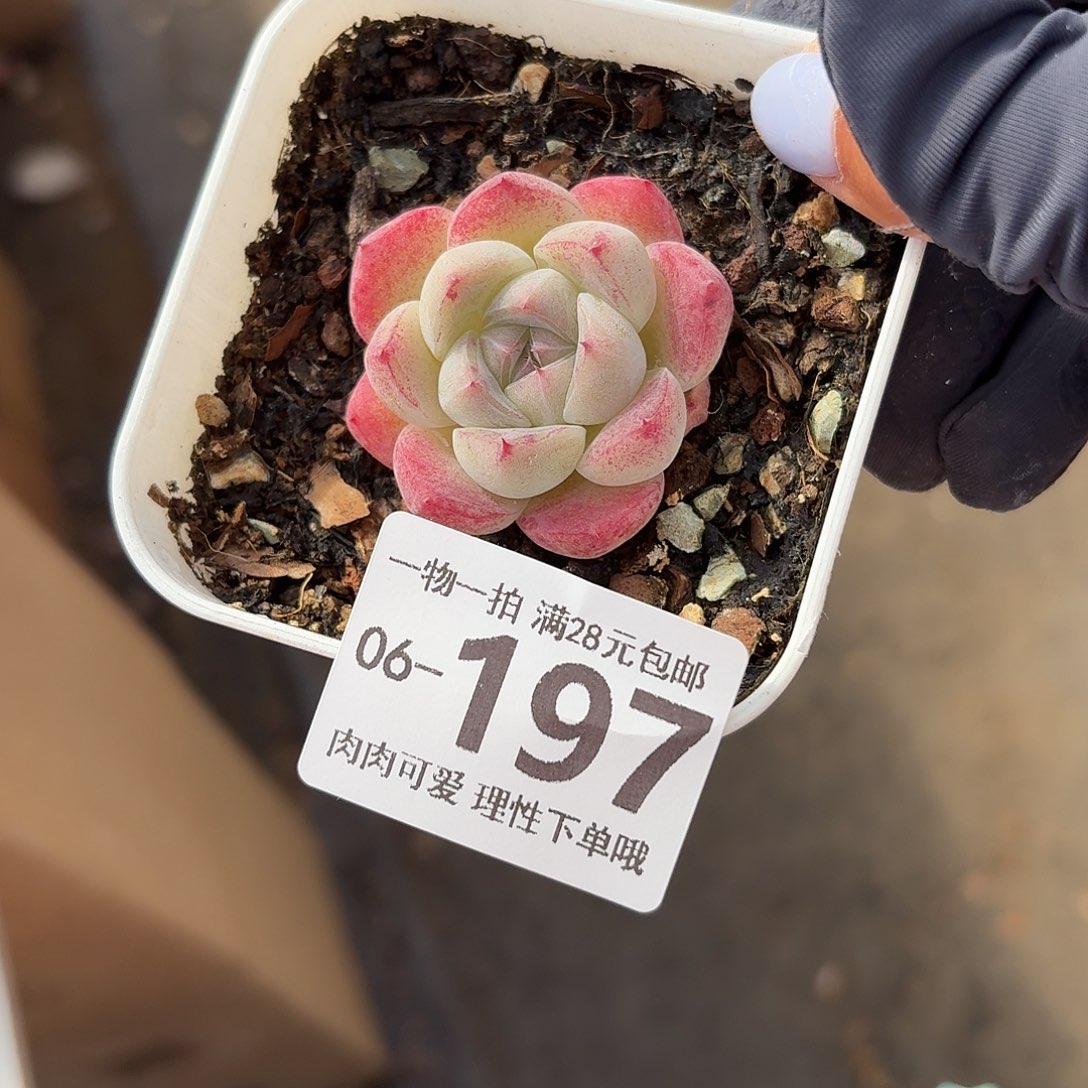 如梦令无盆土发货