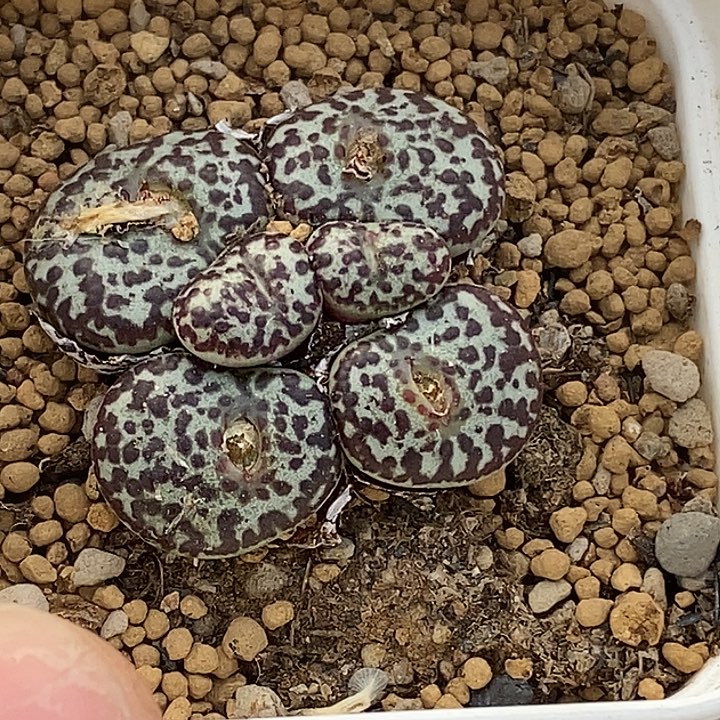 柠**语桃喜花园0226-75安贞