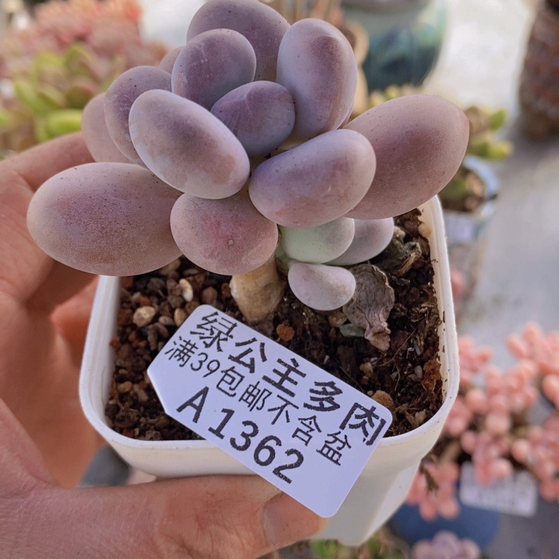橙雪球5cm1362多肉植物 