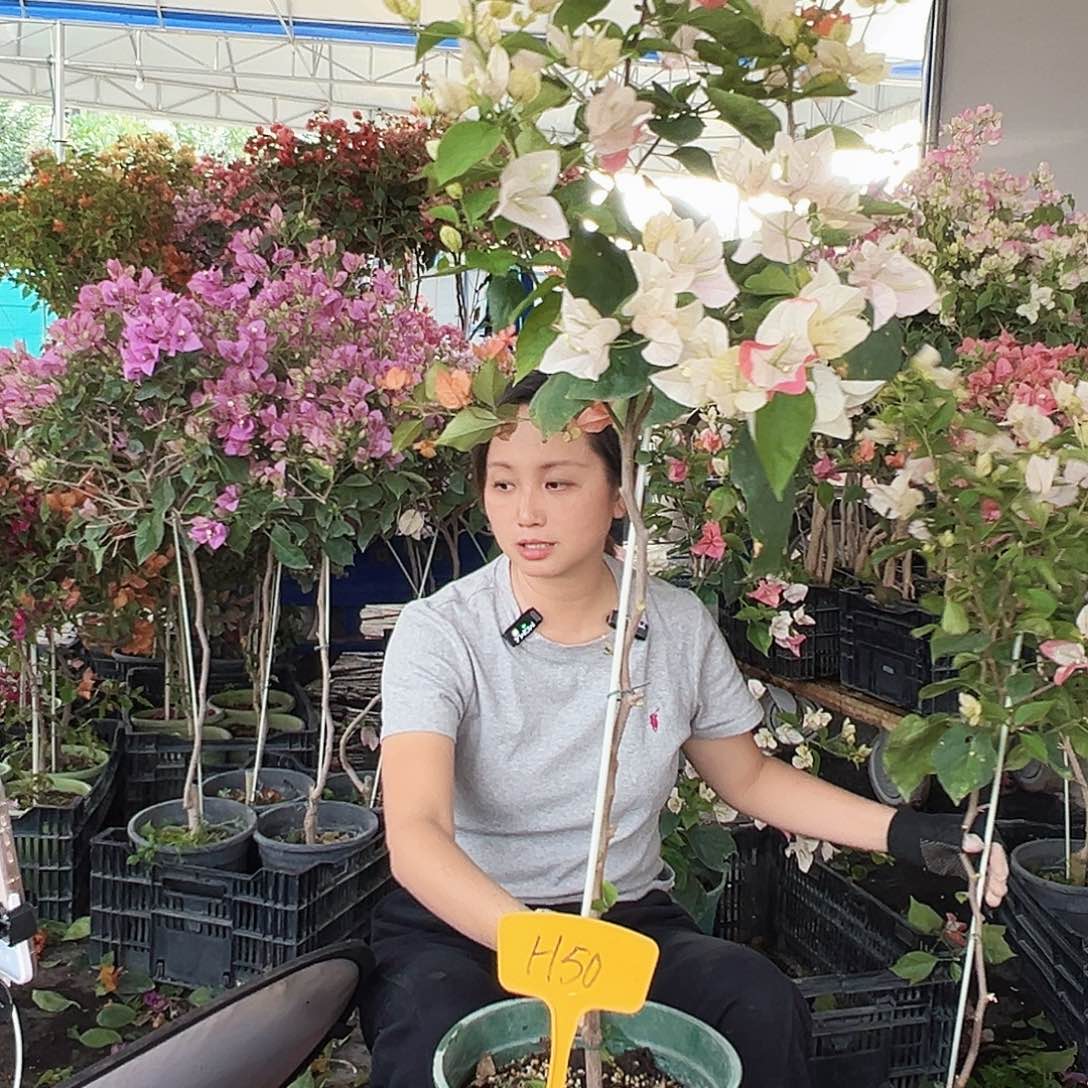 想***想大部分花苞少量开放H50橙口红